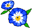 a blue flower