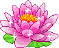 a lotus flower