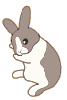a rabbit